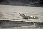 Manu reserve, cayman on the Rio Alto Madre De Dios 